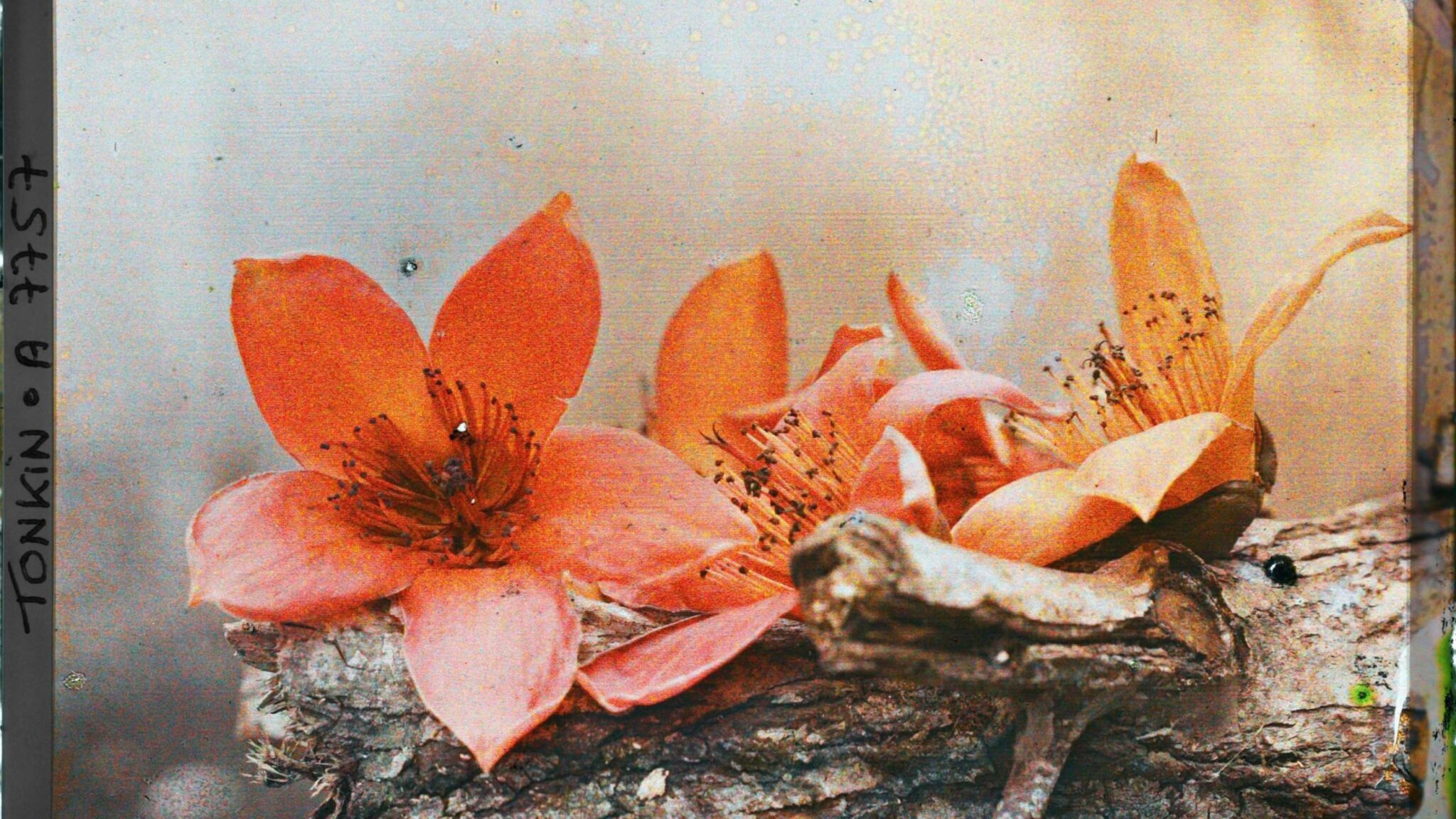 vuon_canh_hoa_vien_le_trinh_desktop-scaled.jpg